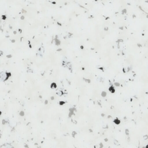 Birch Bark Product Sample